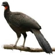 jacutinga