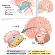 PERITONEUM