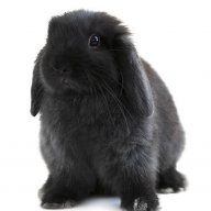 BlackBunny