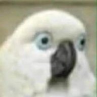 lettpeguega