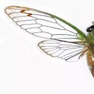 cicada1234