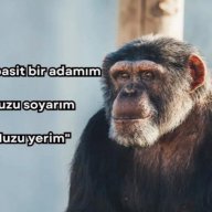 dnzshere