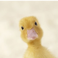 duckFuck