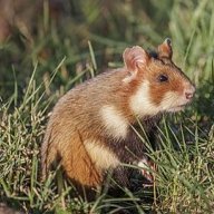 xhamsterz