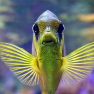 FishyFish123