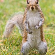 quirrel24
