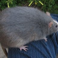 bigmonsterrat