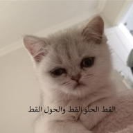 babayim123