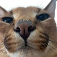 caracal