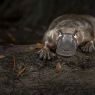 blackplatypus