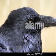 RavenAnon