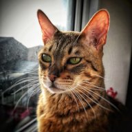 tomthecat