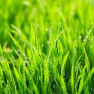 grasssyshort