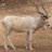 addax315