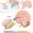 PERITONEUM