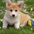 Arein_Jakuob