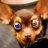 CRAZYDOGGRAY