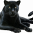 shanoth