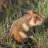 xhamsterz