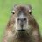 crazycapybara