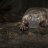 blackplatypus