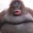 thelocalmonkey
